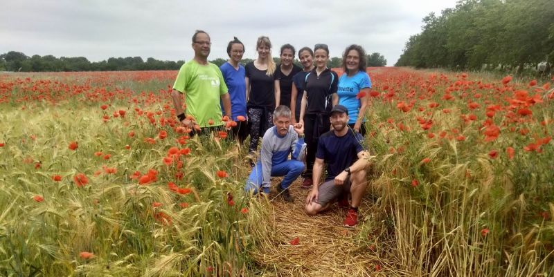 am 14.06.20 in der Bornimer Feldflur - "Mohnlandschaft"